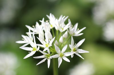 Cesnak medvedí - list 50g