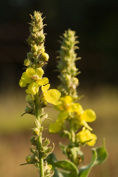 slovensky: Divozel veľkokvetý, latinsky: Verbascum densiflorum, česky: Divizna velkokvětá, ľudový názov: kráľovská svieca
 
 
 
 Divozel...