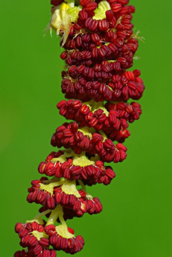 Topoľ čierny – pomocník pri zákernej borelióze