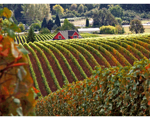 Toto víno ako domácu špecialitu vyrábal už 1869 v pražskej lekárni Dr. PhMr. Alois Jandouš a po ňom rad lekárnikov až do novej doby.
 
...