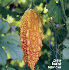 © Magazín BONSAJ A ČAJ
 
 Autori článku:
 RNDr. Vladimír Ondejčík, RNDr. Alena Ondejčíková
 Bonsai centrum Nitra
 
 HORKÉ TEKVIČKY
...