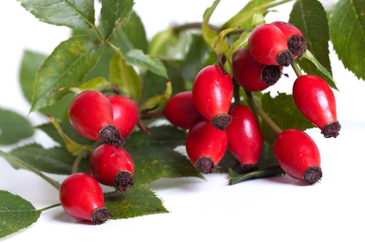 slovensky: Ruža šípová, latinsky: Rosa canina, česky: Ruže šípková (Šípek), ľudový názov: psia ruža
 
 Čo sa v dnešnom...