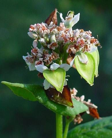 Na naše územie ju doviezli Tatári. Keďže boli považovaní za pohanov, ujal sa jej názov pohánka.
 
 Účinky pohánky
 
 
 	Posilňuje...