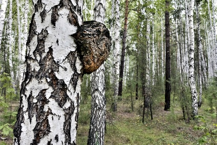 Čaga sibírska koncentrát lipozomálny