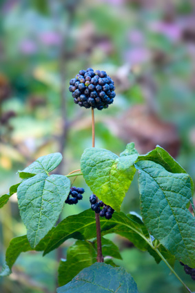 slovensky: Eleuterokok tŕnitý, latinsky: Eleutherococcus senticosus, česky: Eleuterokok ostnitý
 
 ľudový názov: Sibírsky žen-šen, Čerto...