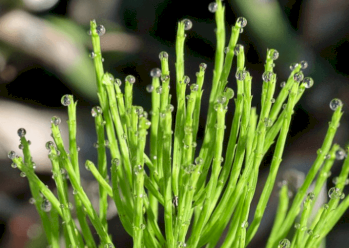 V tomto článku sa dozviete:
 
 
 	Kde nájsť prasličku roľnú
 	Účinky prasličky roľnej
 	Použitie prasličky roľnej
 	Zber prasličky...