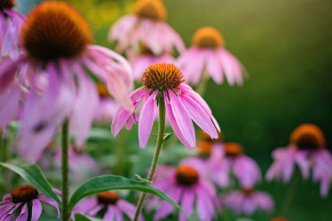 Echinacea purpurea: Poklad indiánov